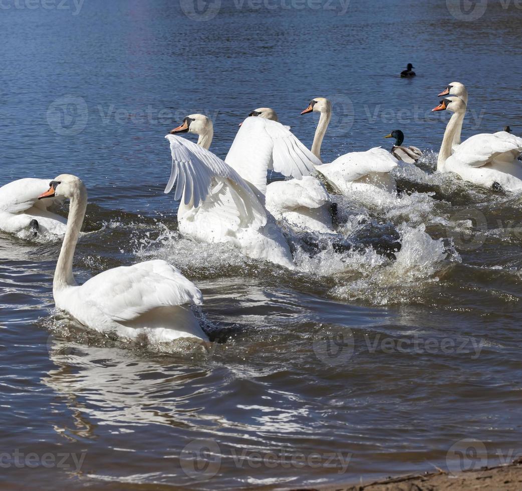 swans in spring photo