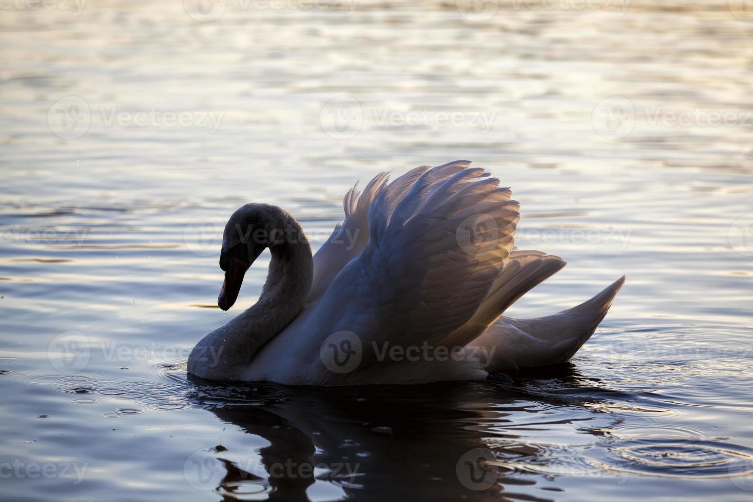 Swan in spring, beautiful waterfowl Swan photo