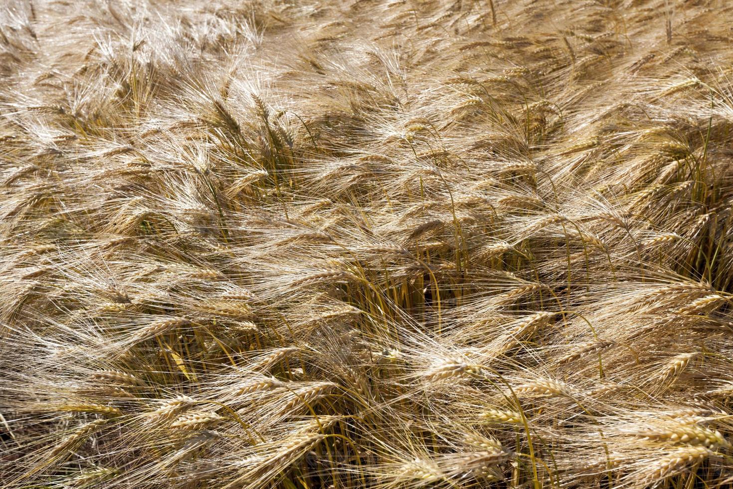 farming for growing rye and harvesting cereals photo