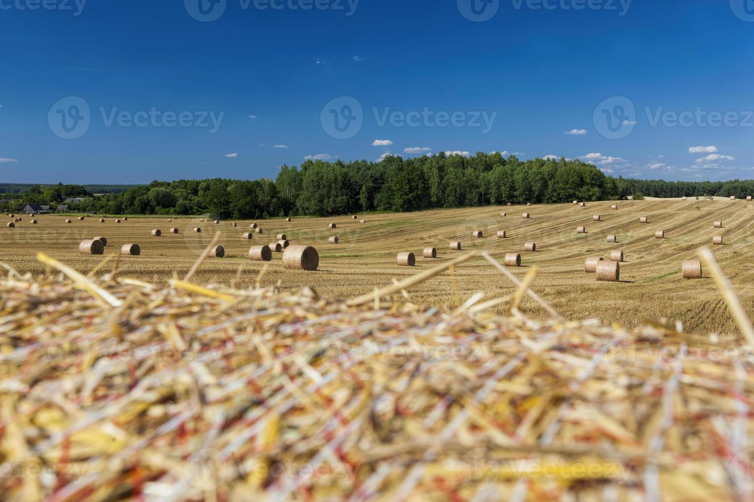 stacks of their wheat straw photo