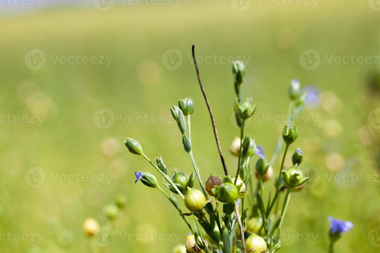 an agricultural field with flax plants photo