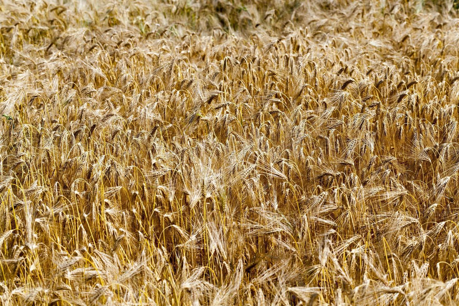 agricultural industrial field on which the grain harvest grows photo