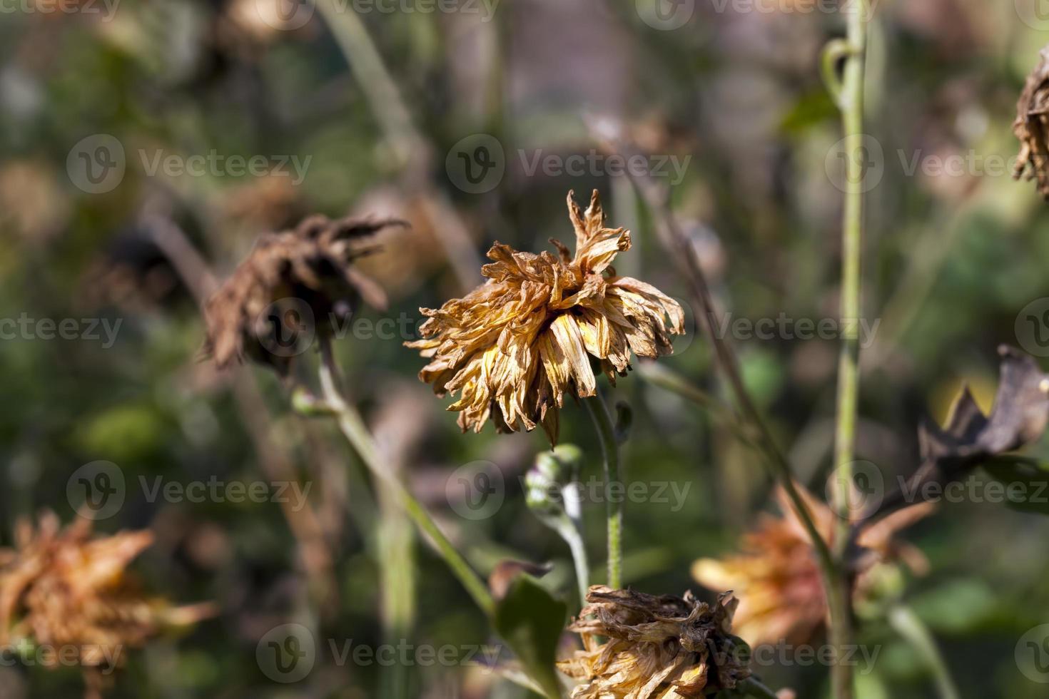 dried flowers in the autumn season photo