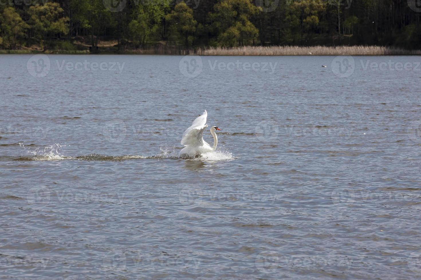white common Swan in spring photo
