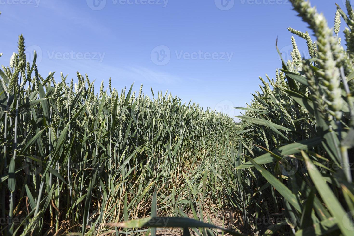 farming for growing wheat and harvesting grain photo