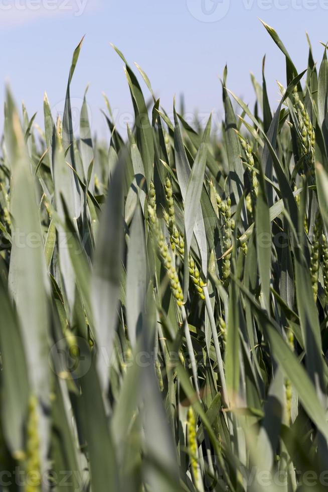 an agricultural field on which cereal plants are grown photo