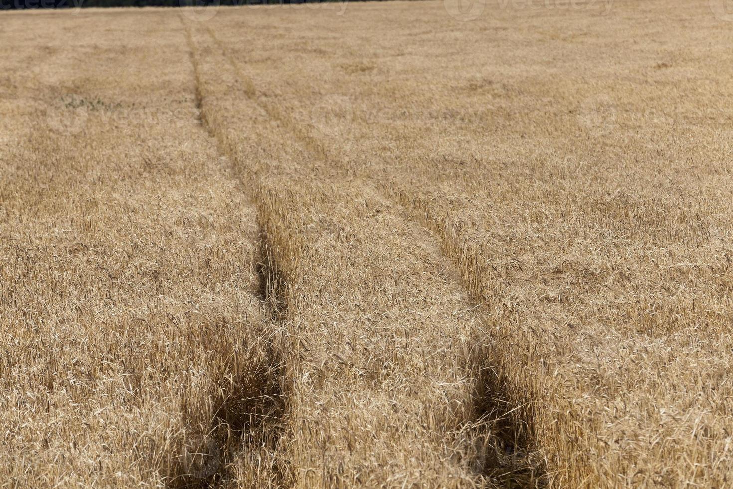 farm field cereals photo