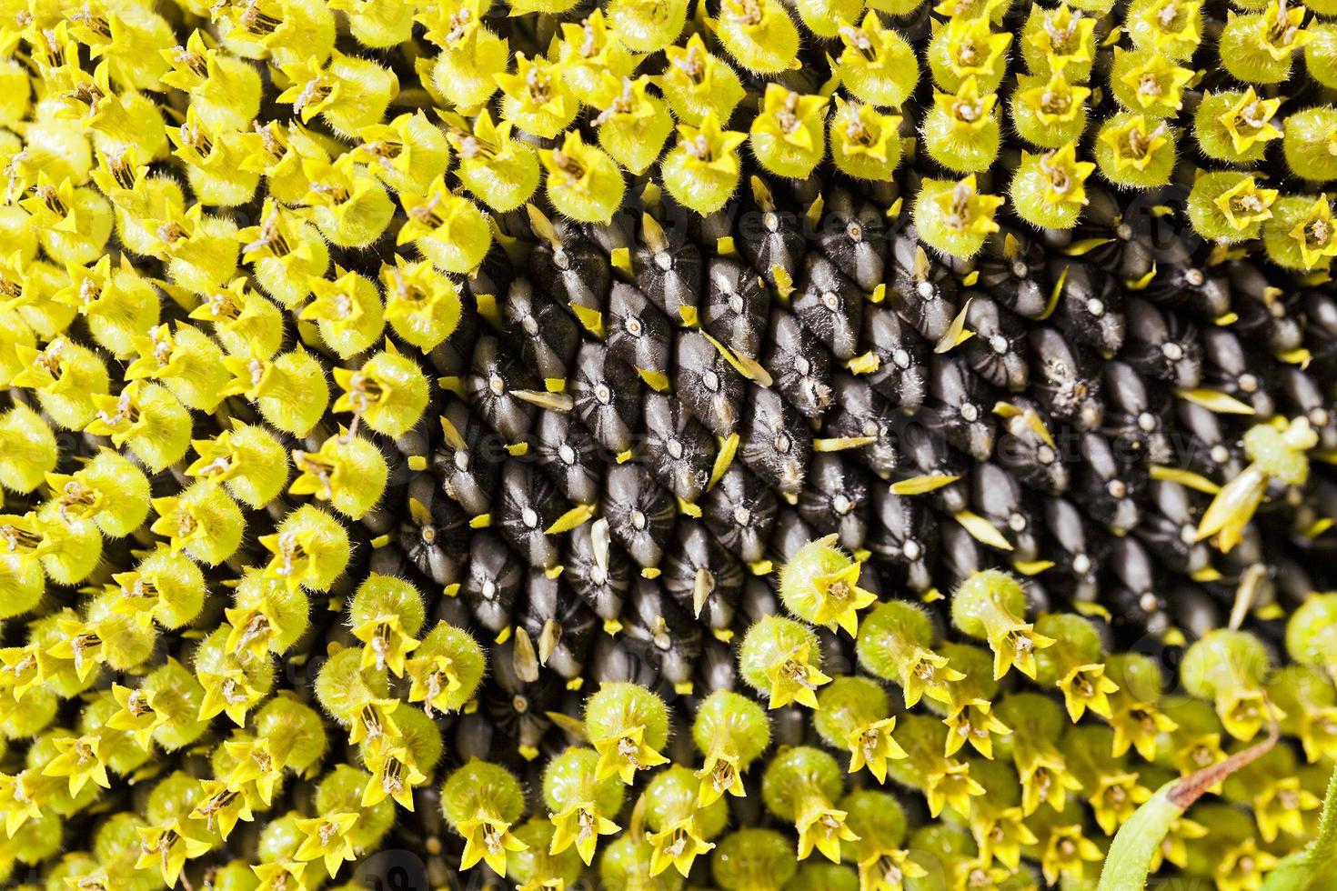 flower sunflower ,  seeds photo