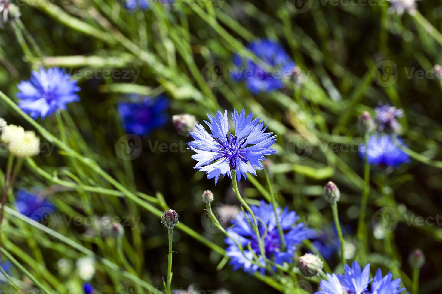 cornflower ,  summer. weed photo