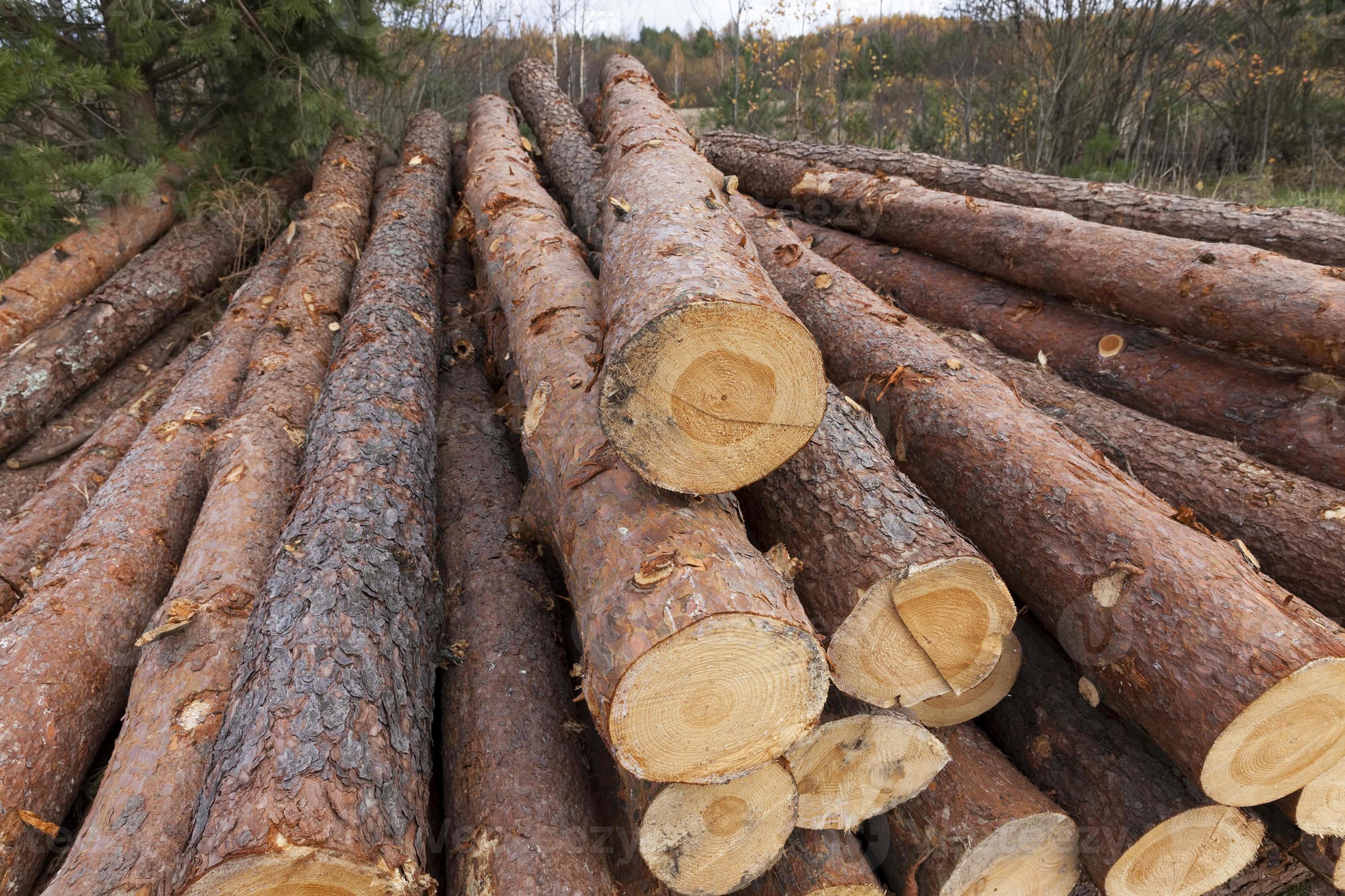 wood harvesting in the forest 9406803 Stock Photo at Vecteezy