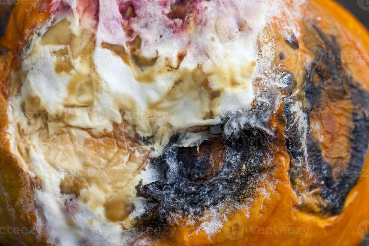 spoiled and dangerous for health rotting orange pumpkin photo