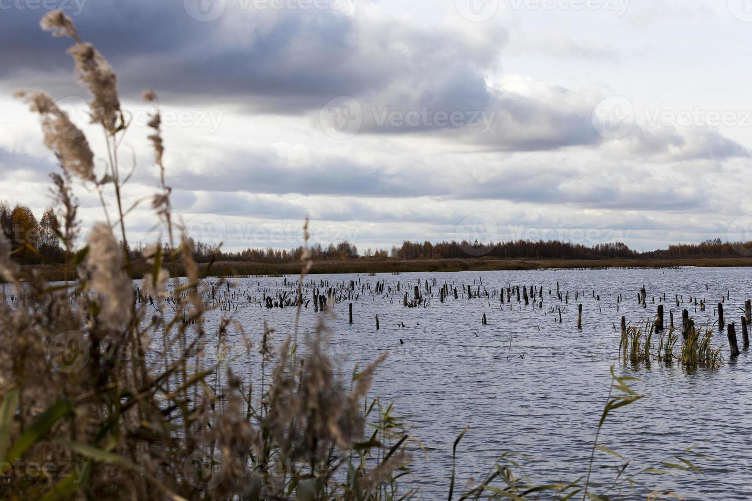 dry grass on the territory of the lake photo