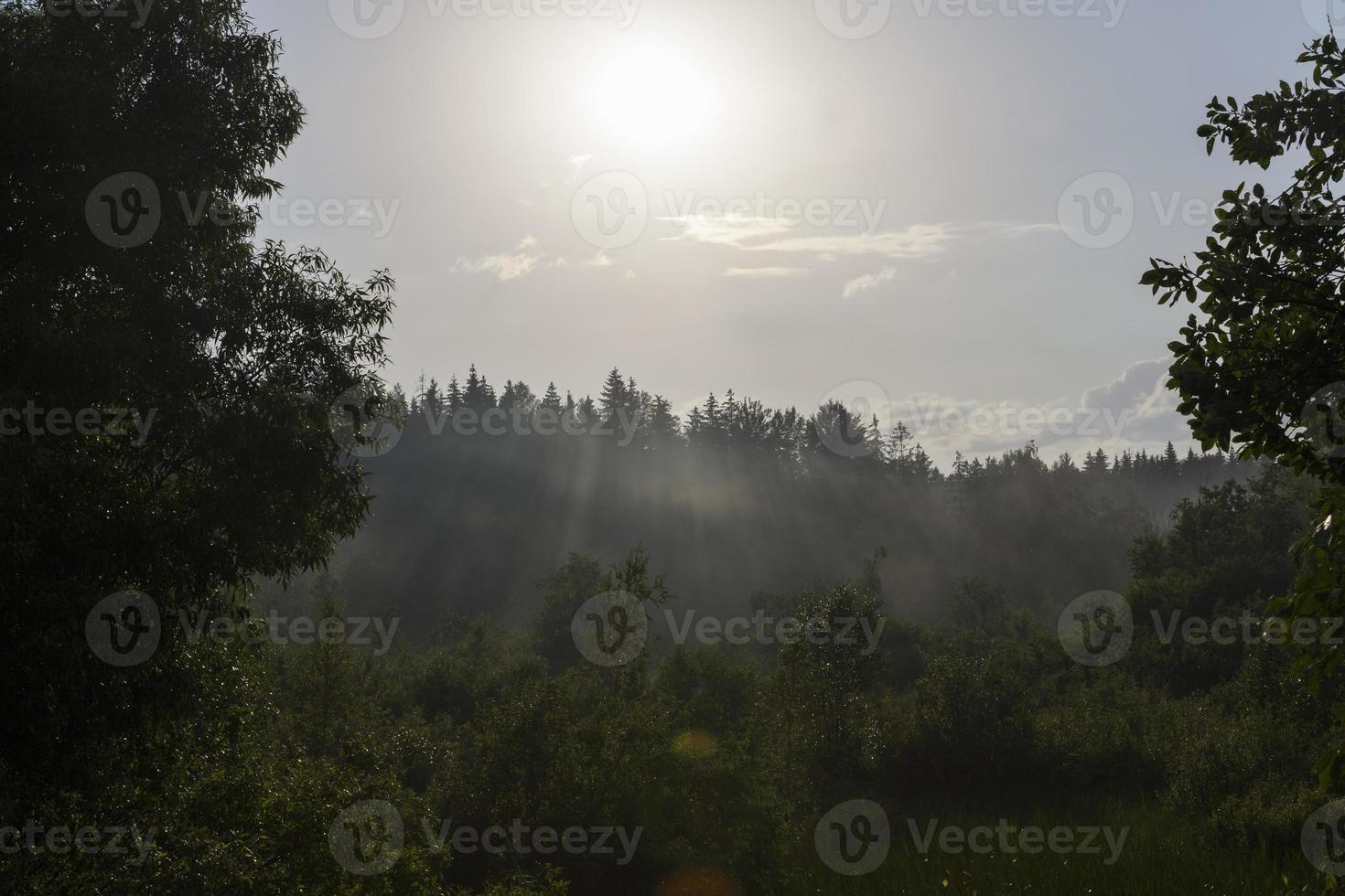 foggy evening after rain in the forest photo