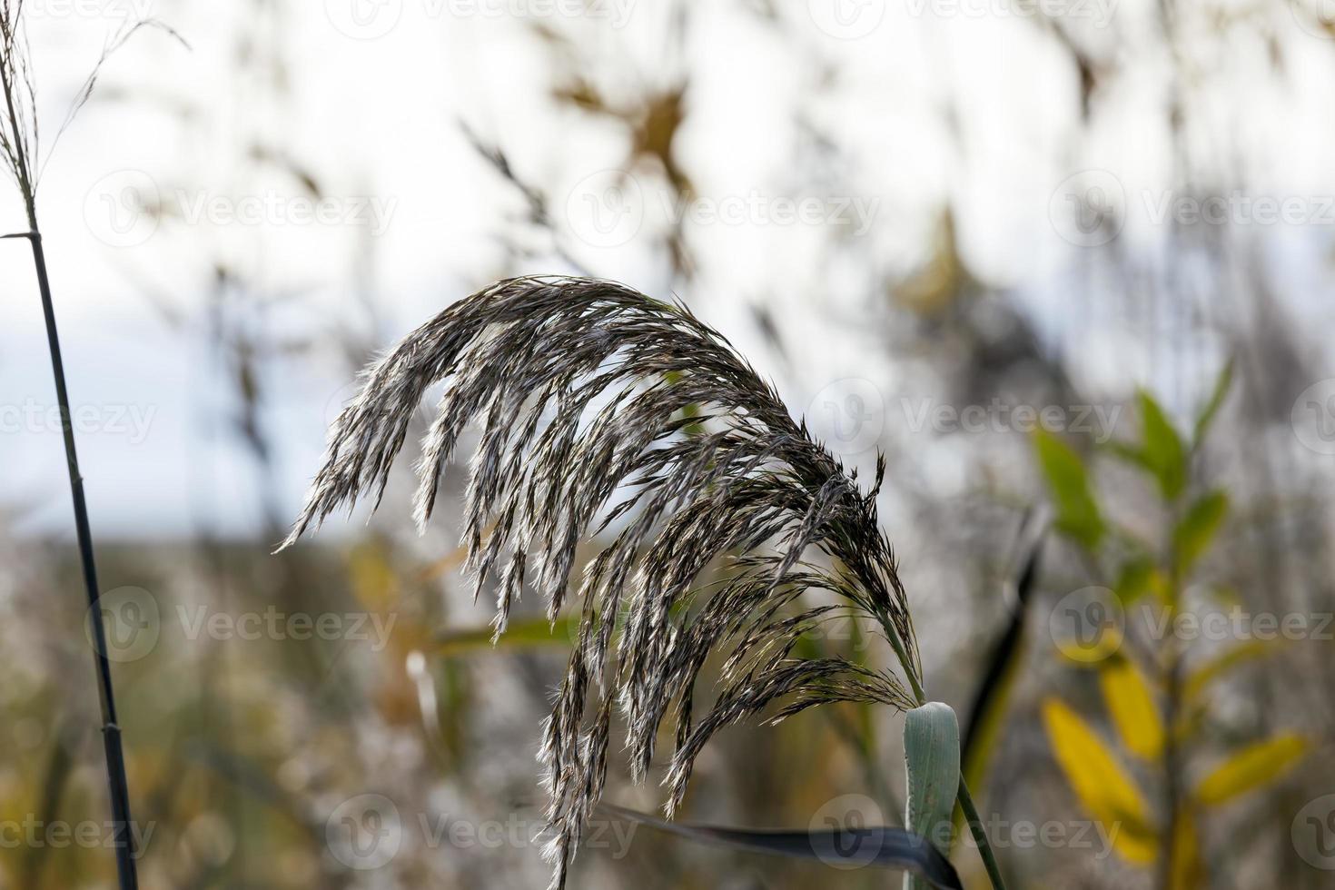 dry grass in a swampy area in the autumn season photo