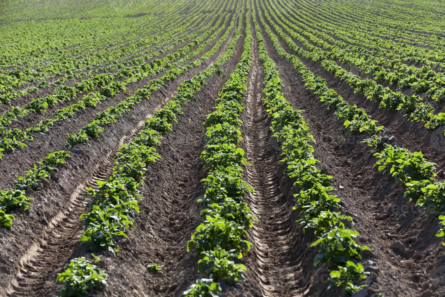 Green sprout of potato photo