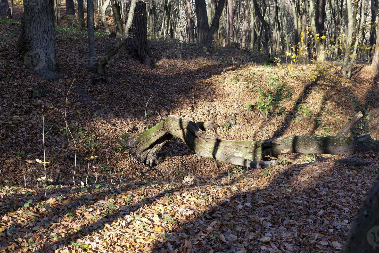 deciduous trees in the autumn season during leaf fall photo