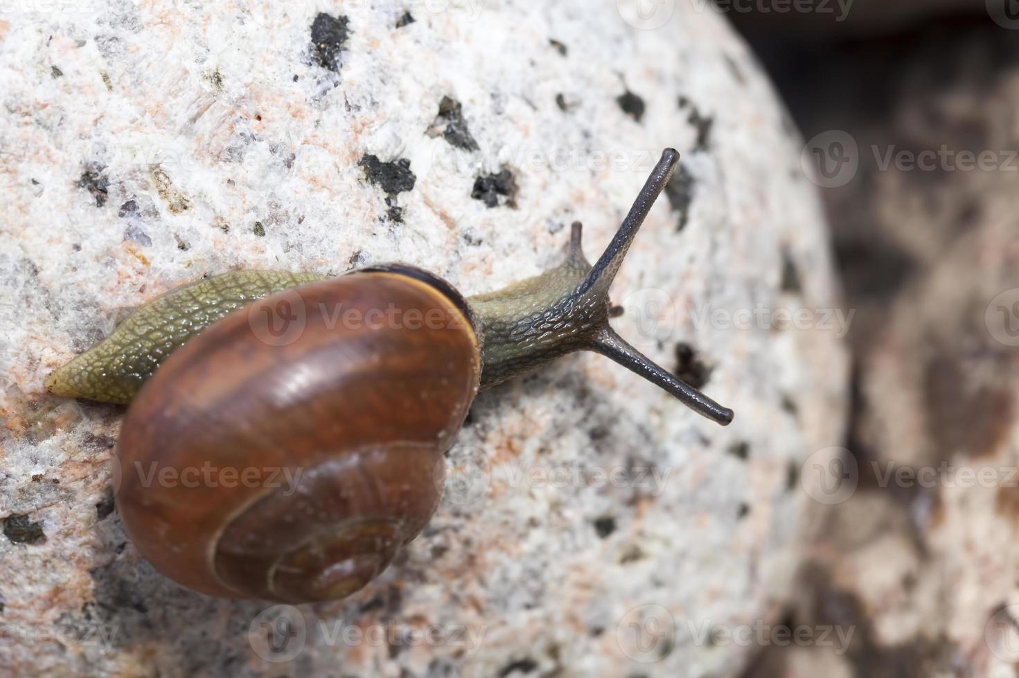 snail crawling on the rock photo