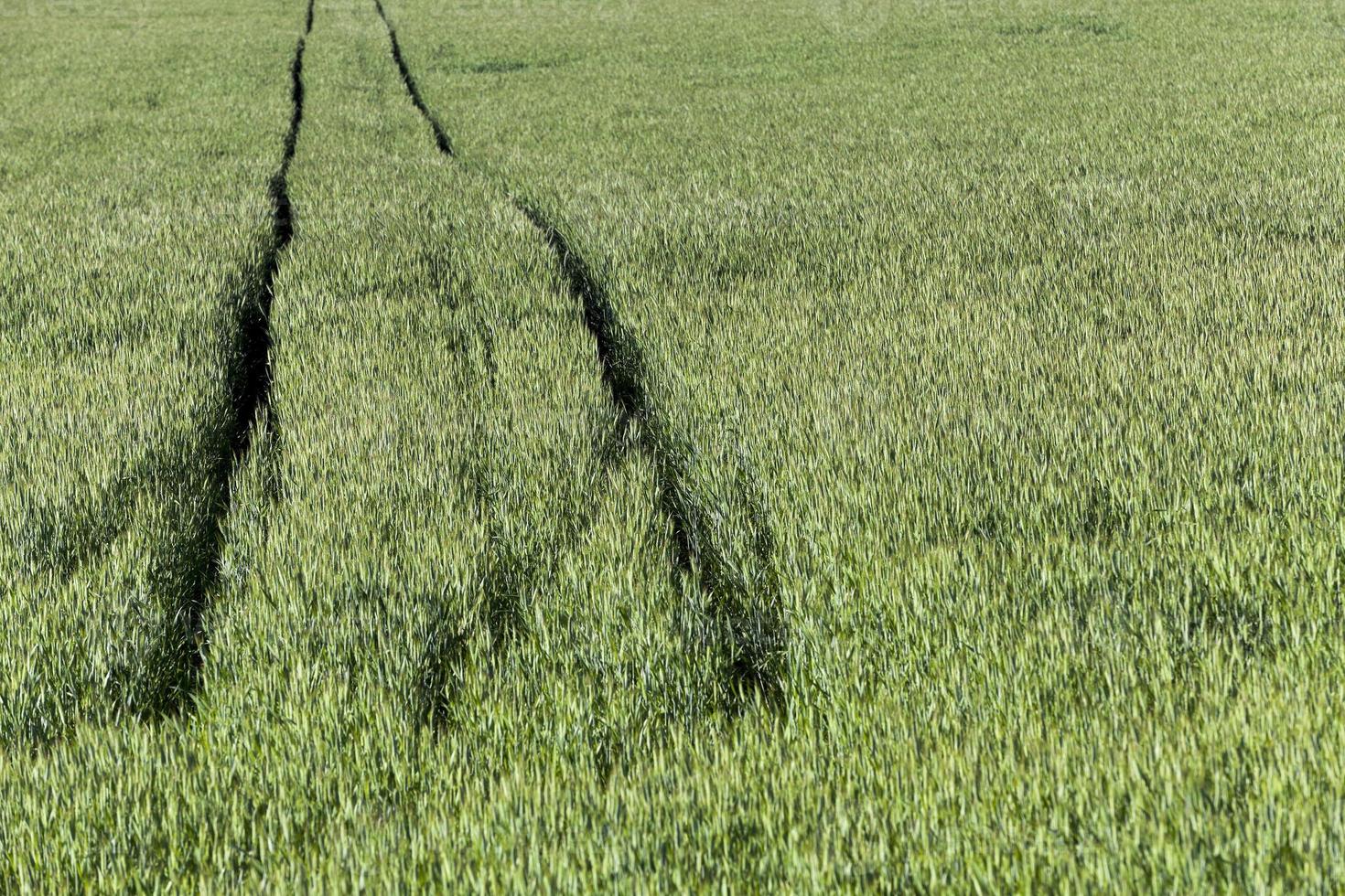 Agriculture. cereals. Spring photo