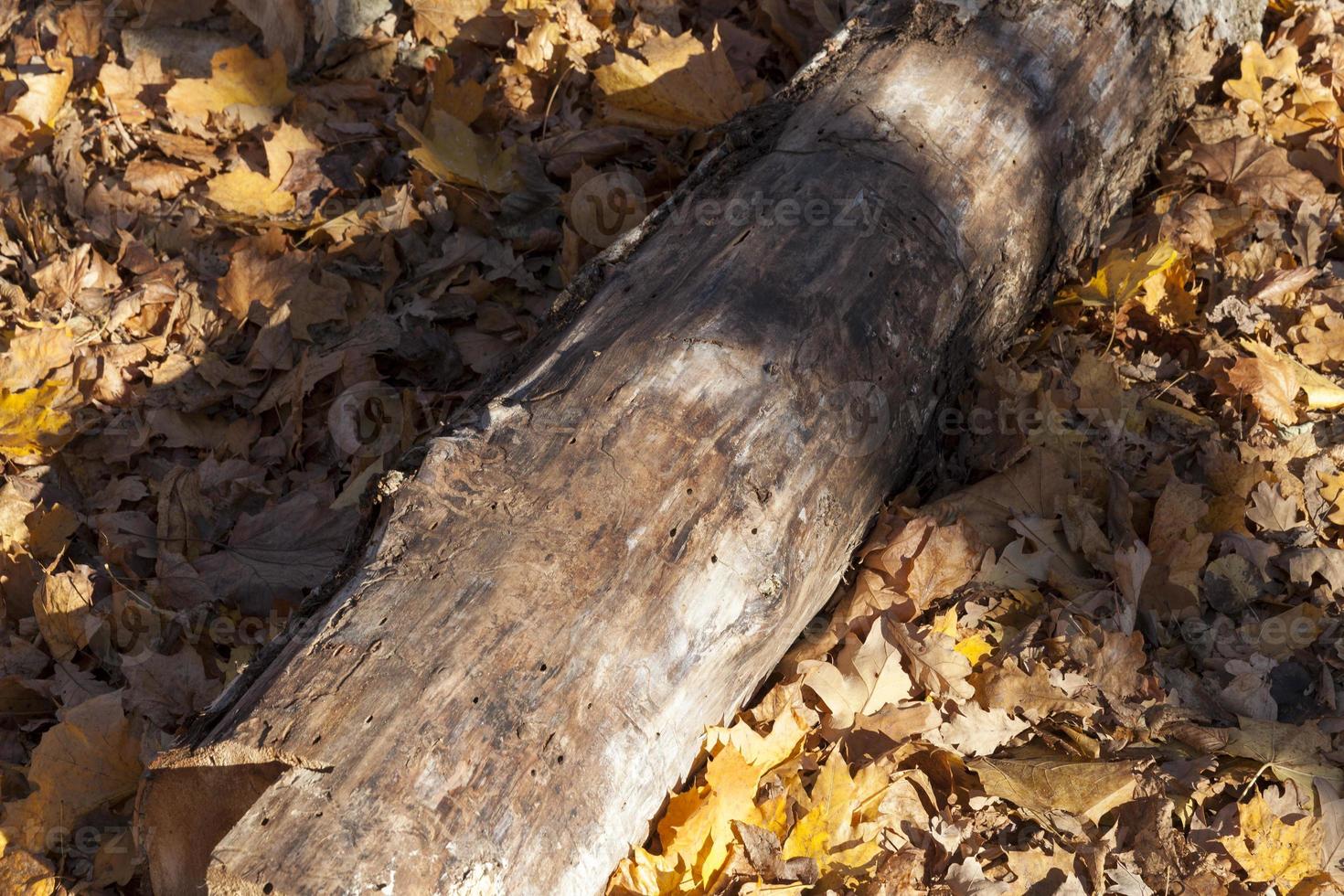 logs lying in the forest in the autumn season photo