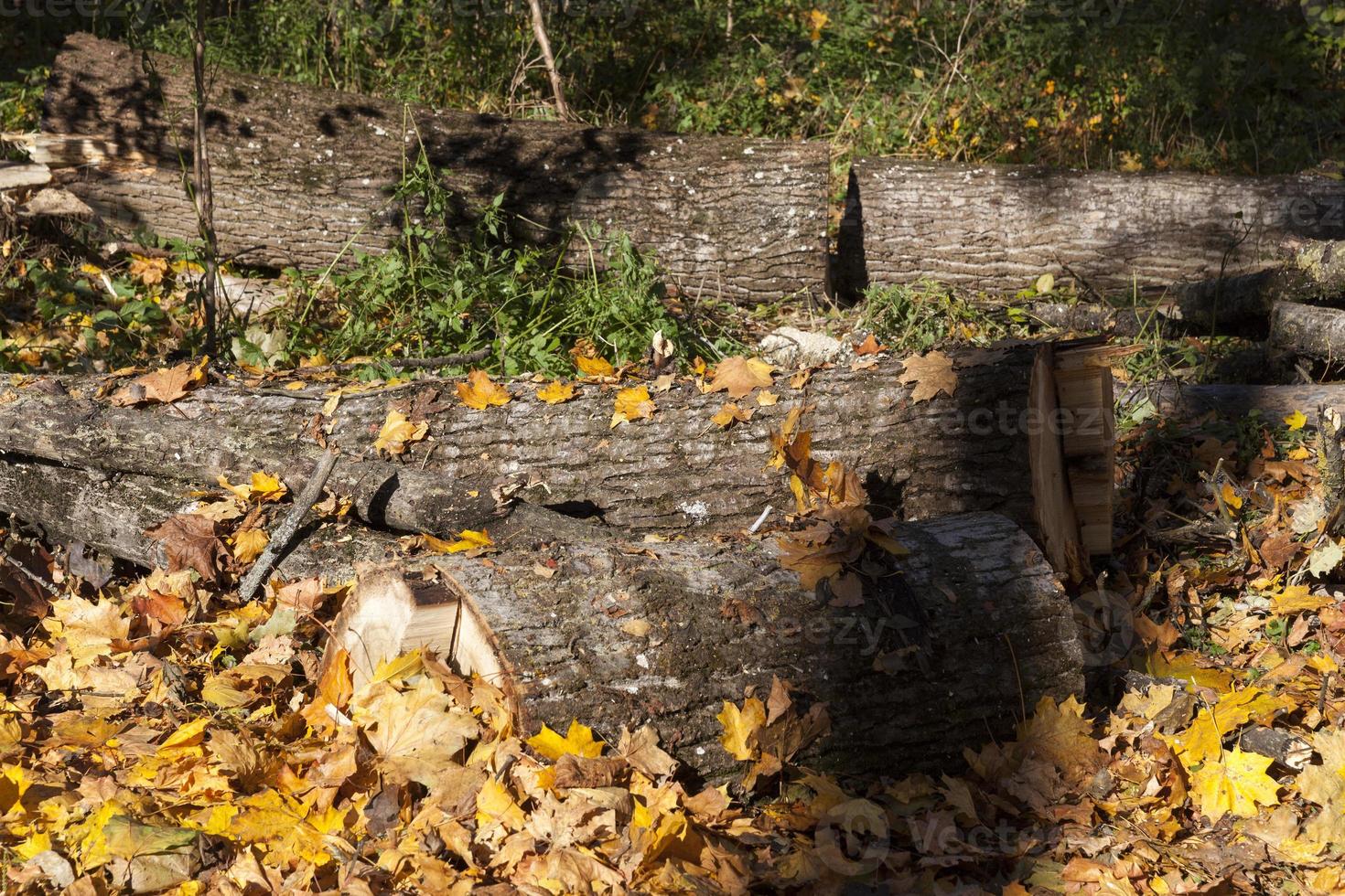 wood harvesting in the forest photo