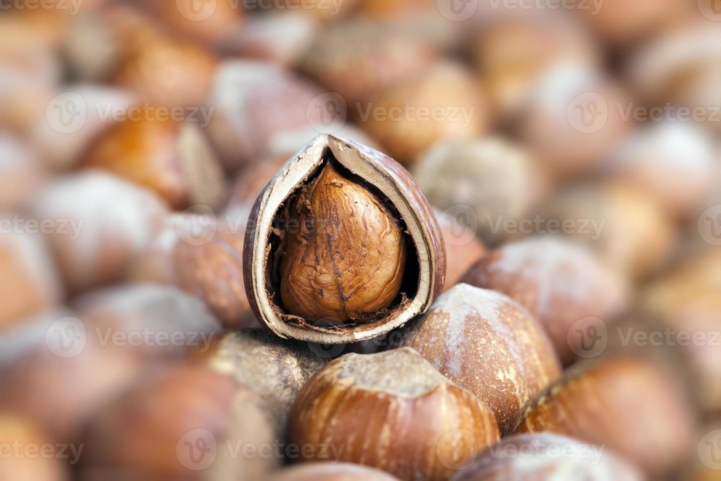 split hazelnuts on the table photo