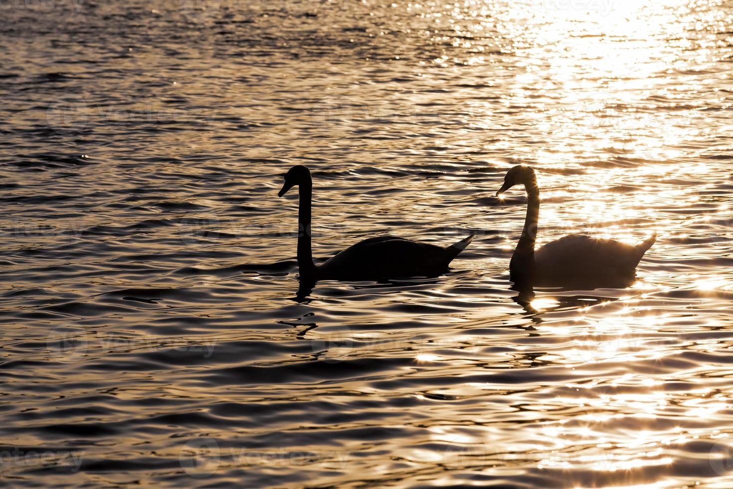 a pair of swans swimming at sunset photo