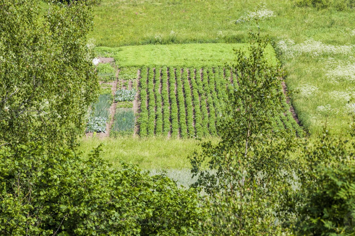 varieties of potato plants photo