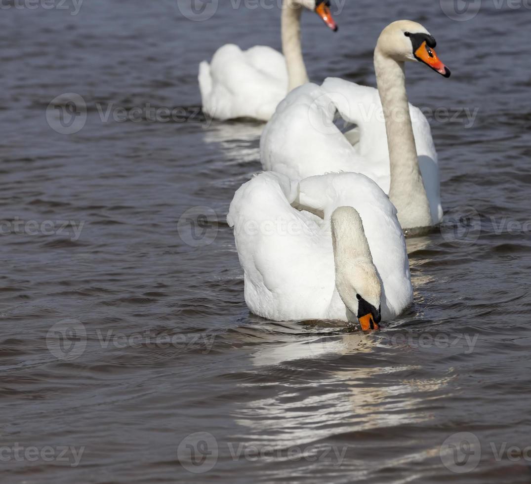 swans in spring photo