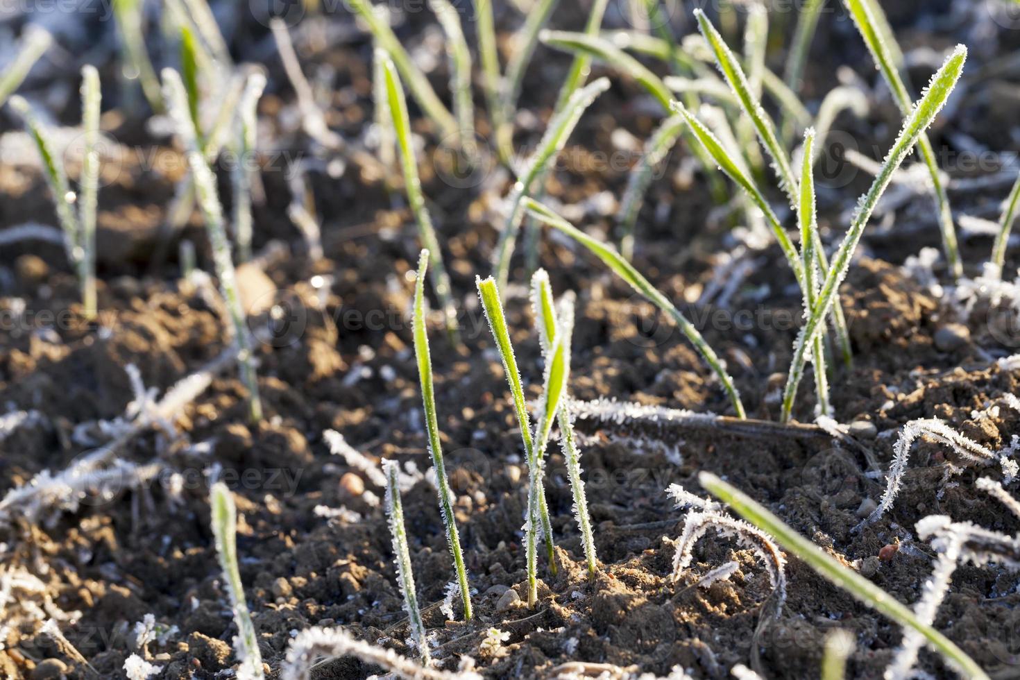 winter rye or wheat photo