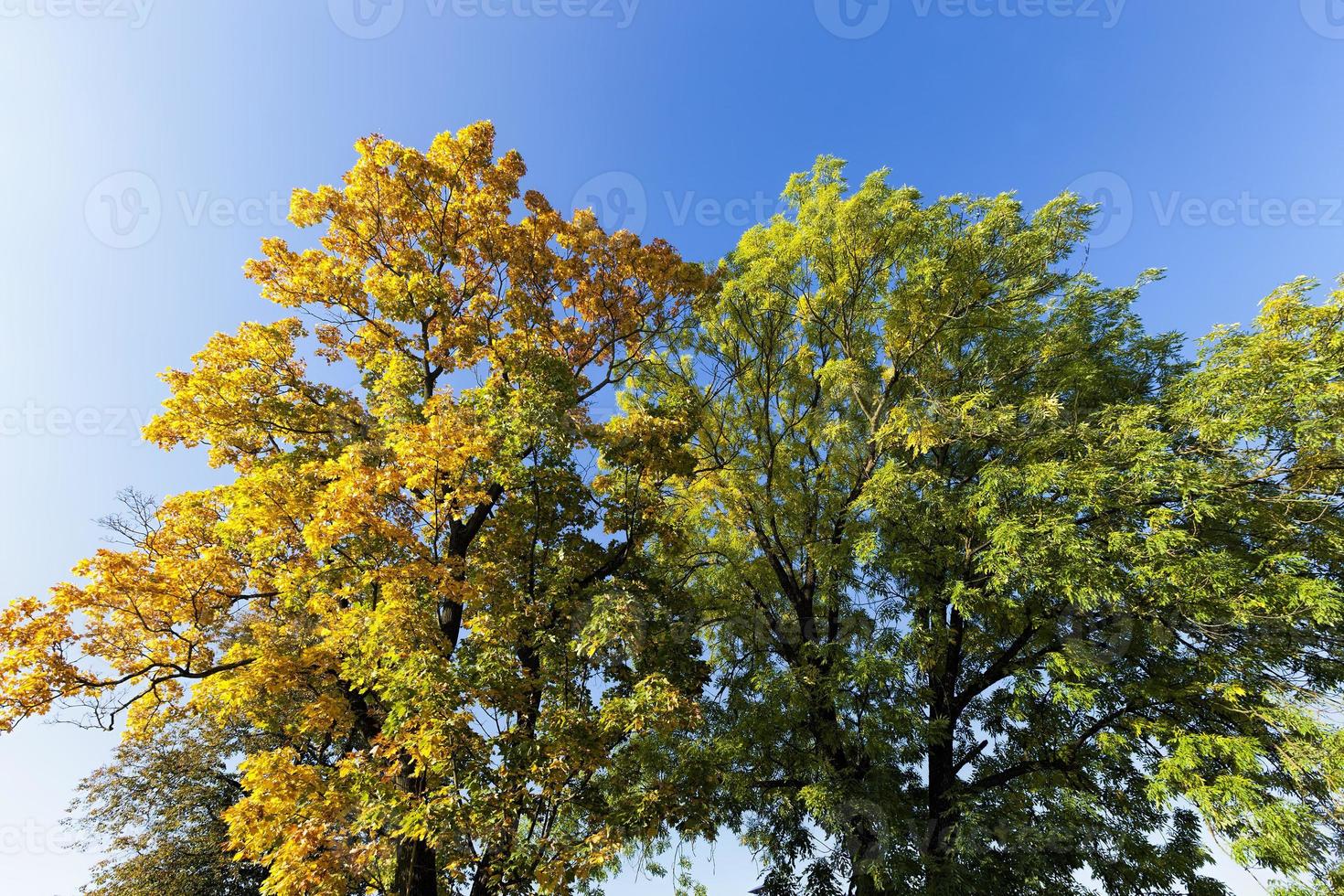 deciduous oak trees in the forest or in the Park photo