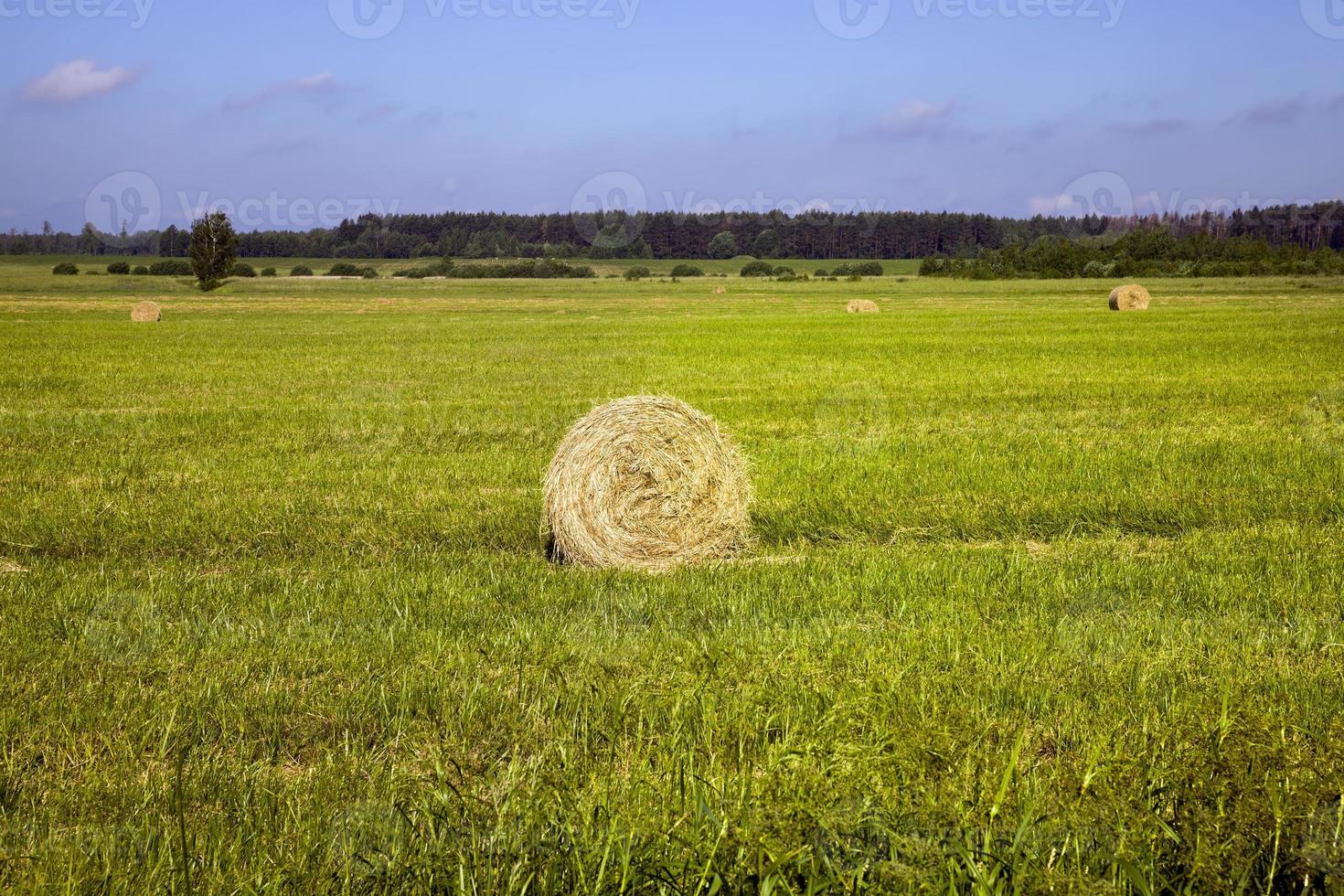 agriculture for growing cereals photo