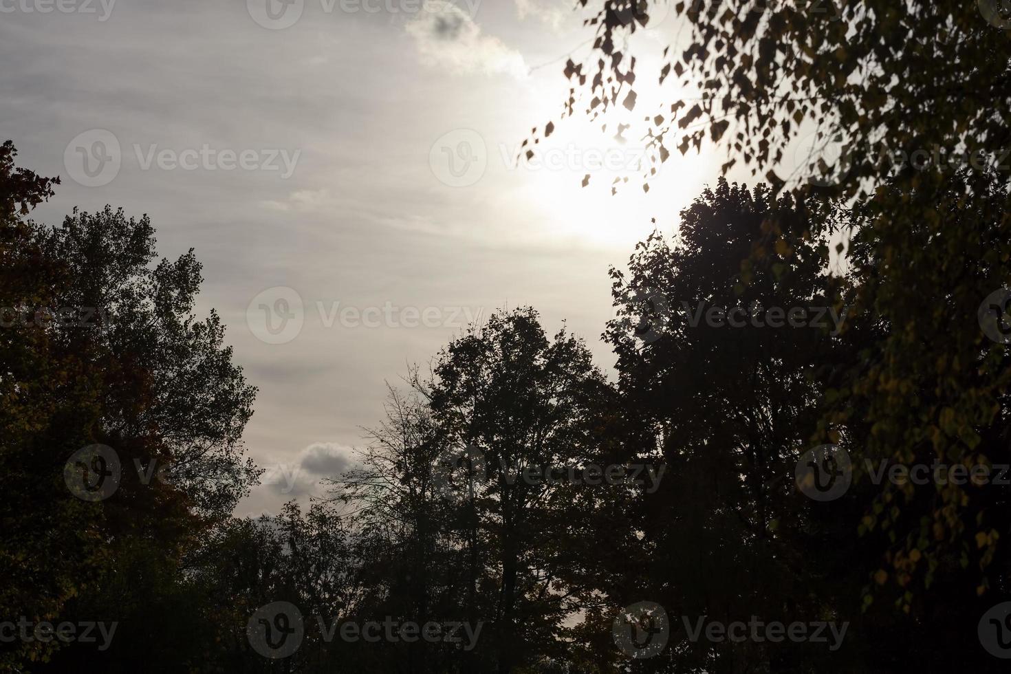deciduous trees in the autumn season photo
