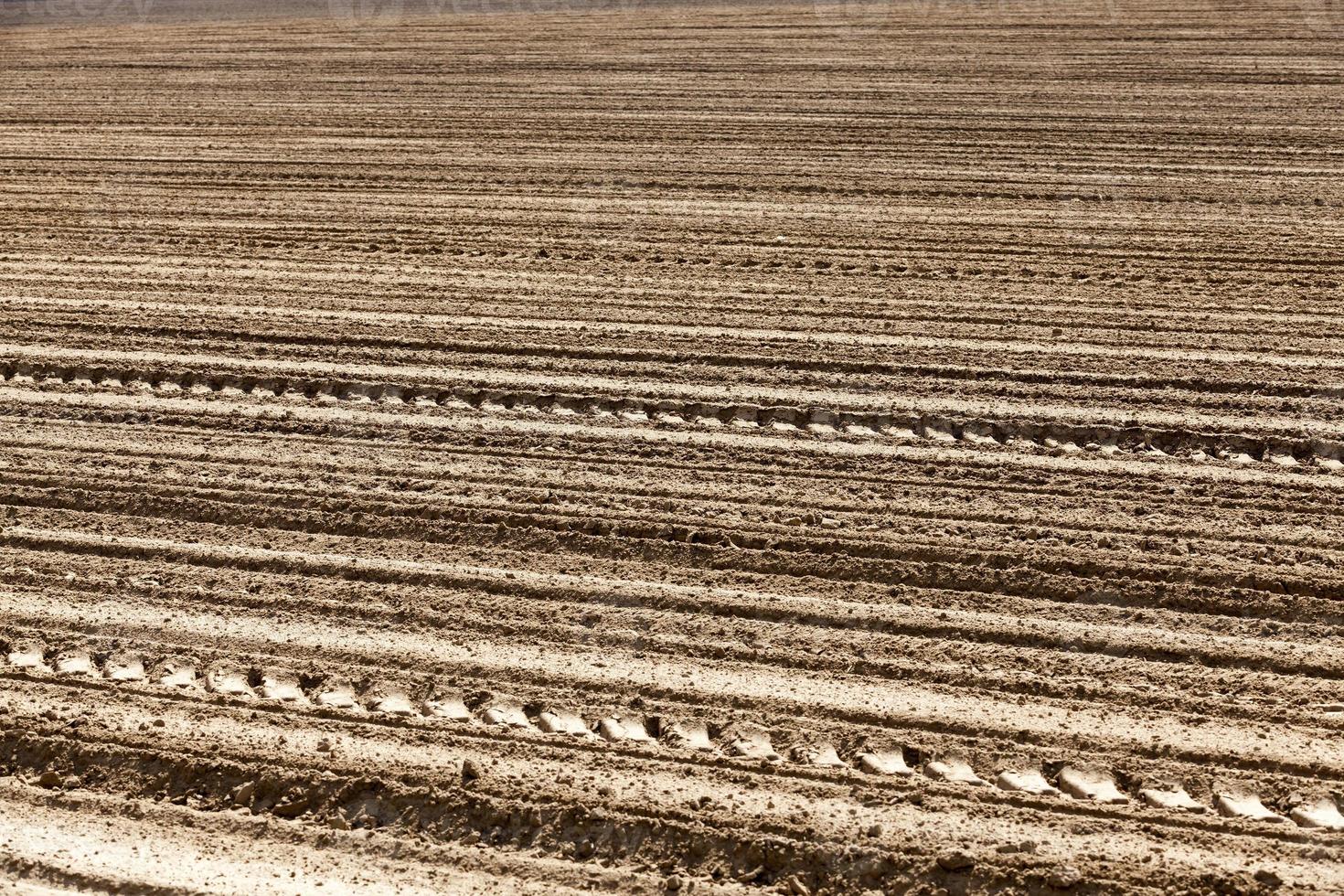 agricultural field sown with grain in spring or summer photo