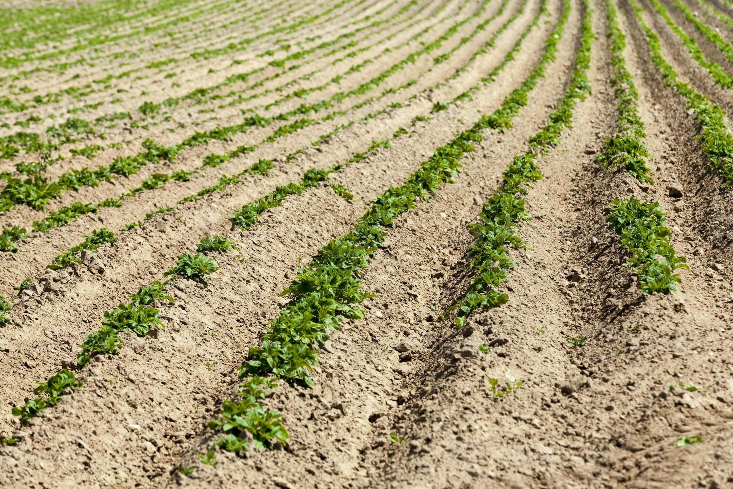 varieties of potato plants photo