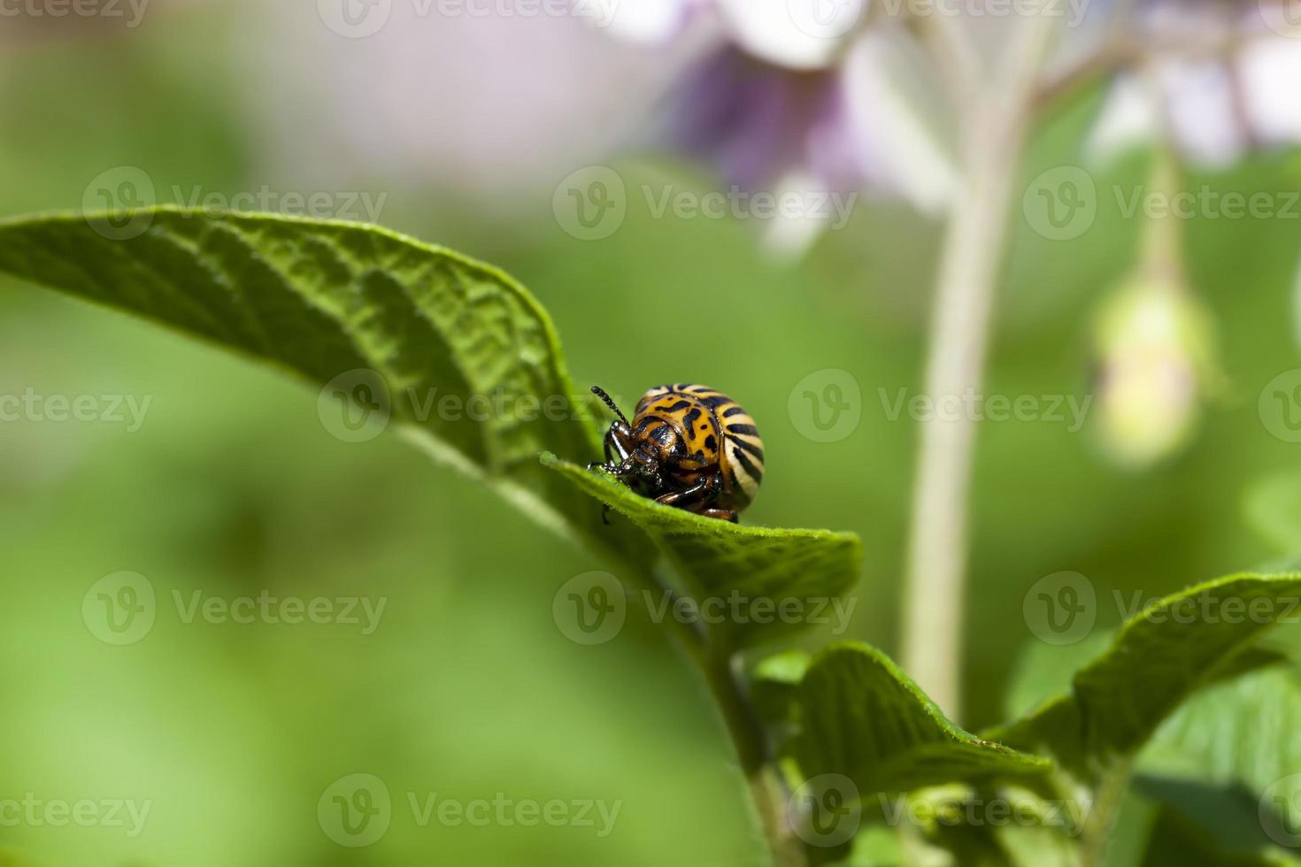 potatoes that are eaten by the Colorado potato pest photo