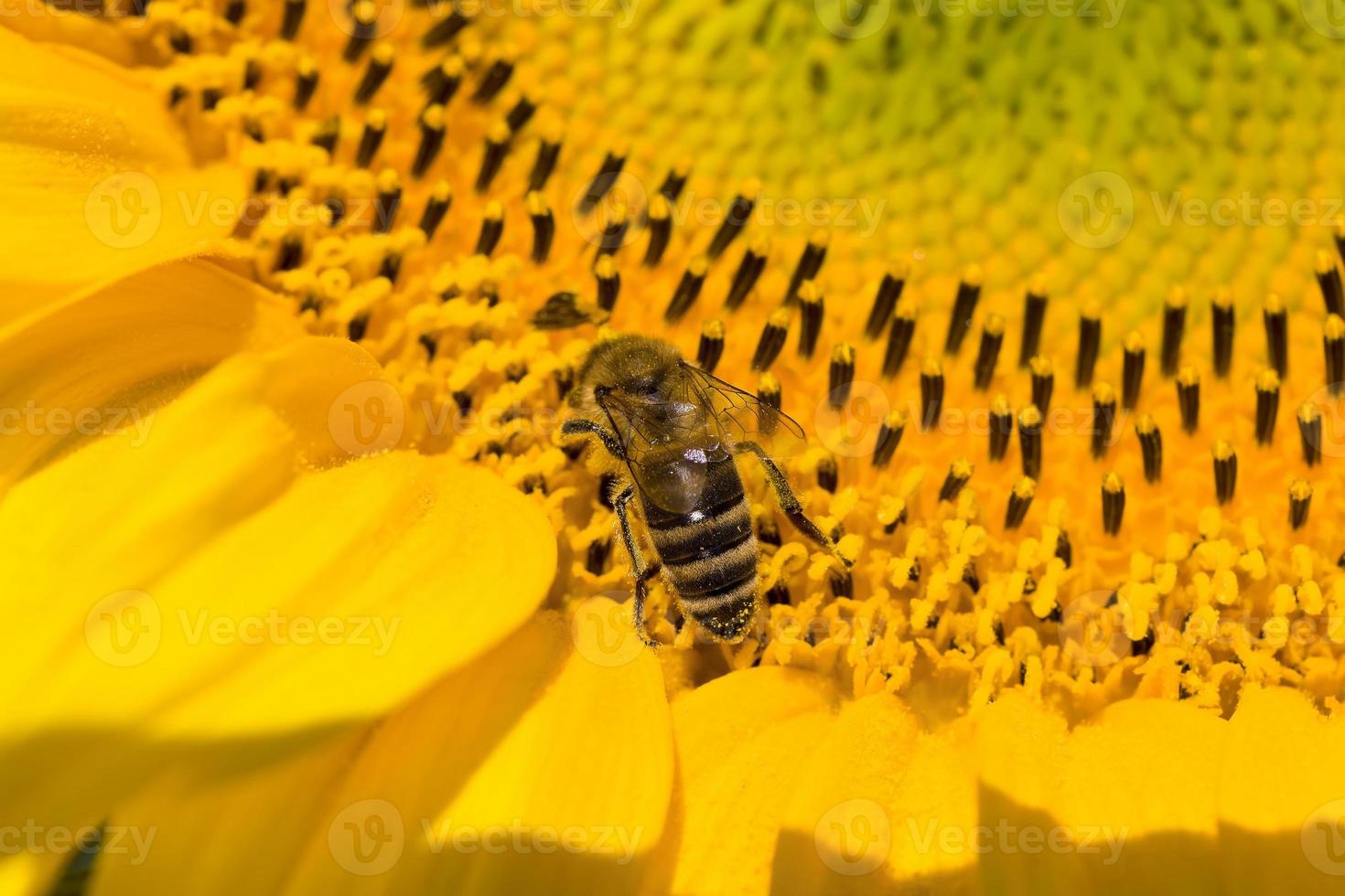 sunflower during pollination 9408133 Stock Photo at Vecteezy