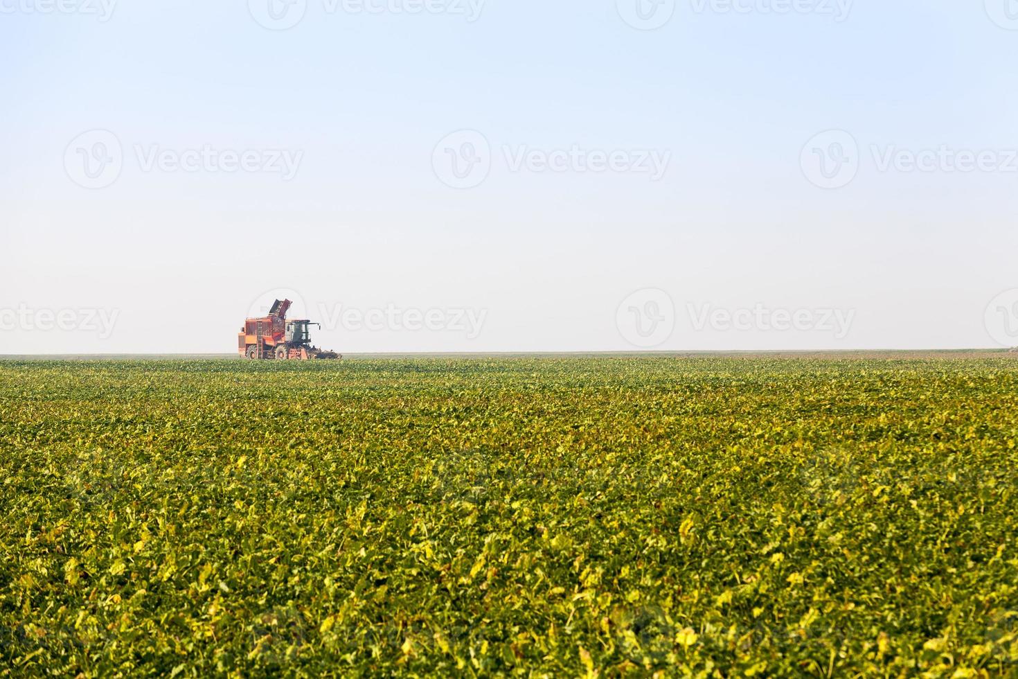 campo agrícola sembrado con remolacha a foto