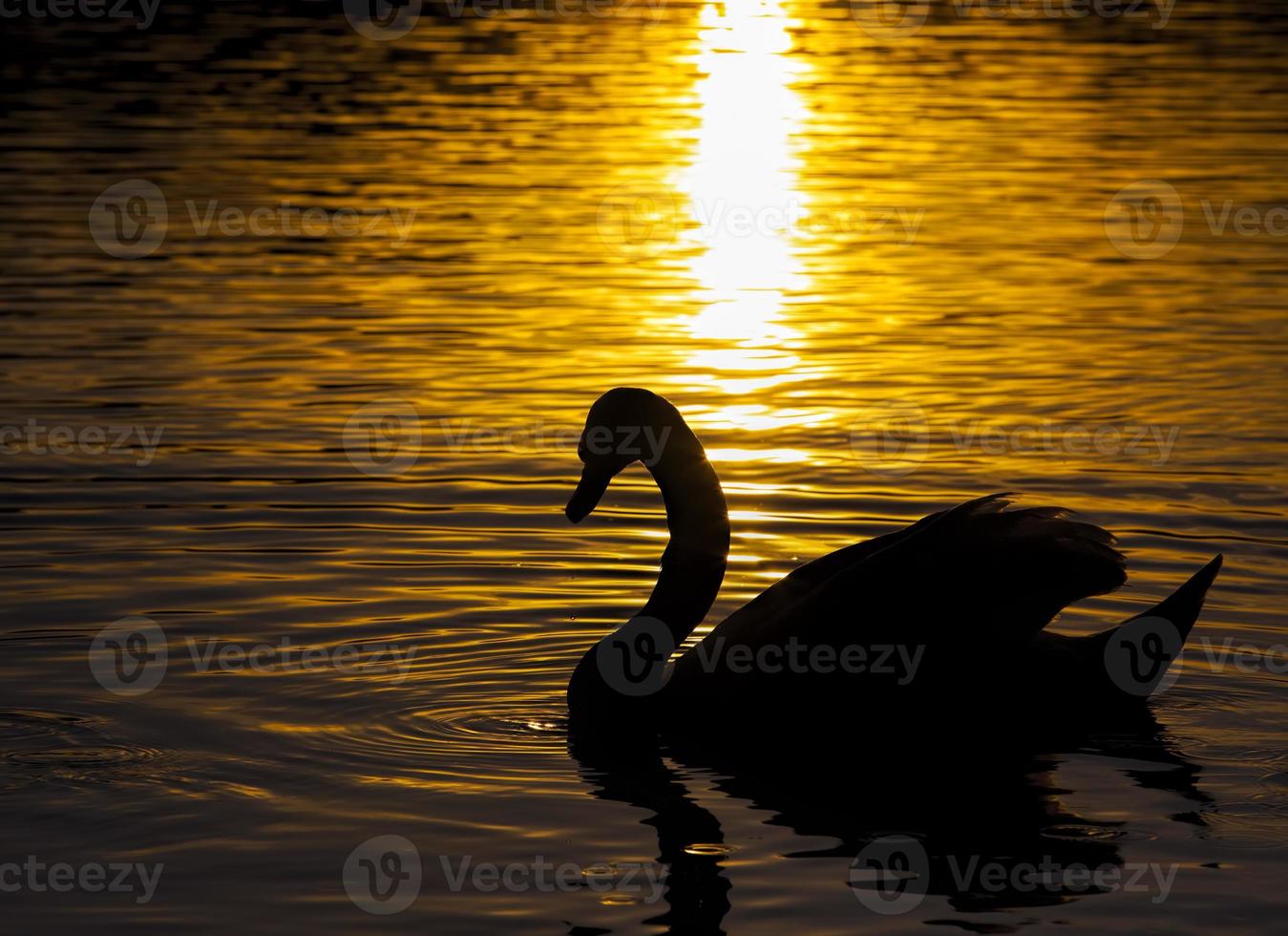 floating at sunset one Swan photo
