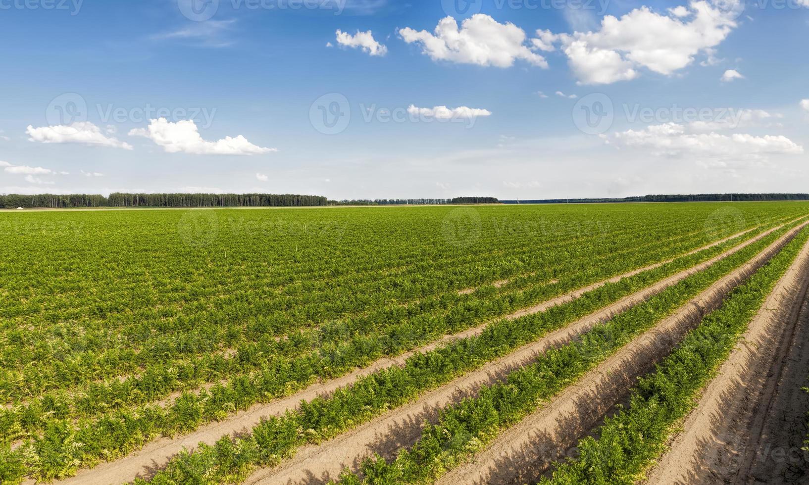 agricultural field with furrows photo