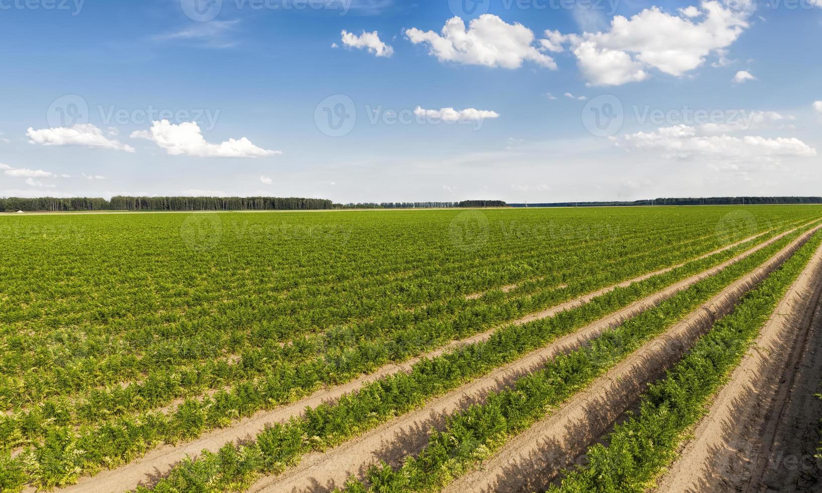 campo agrícola con surcos foto