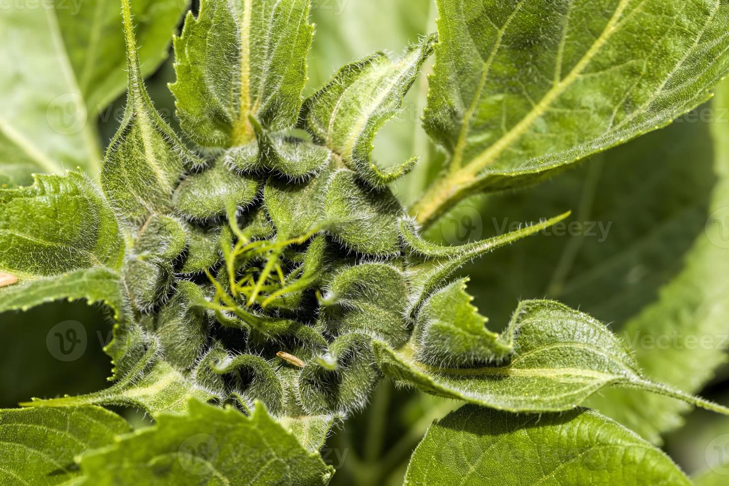 flowers with a closed Bud photo