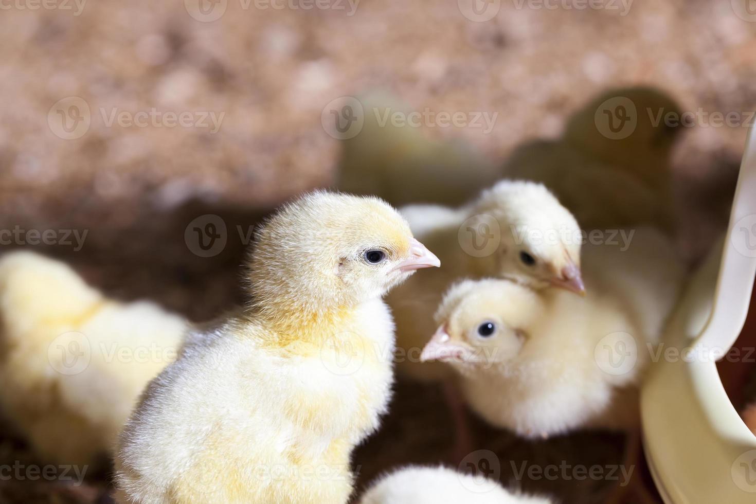 pollitos de pollo de carne joven foto