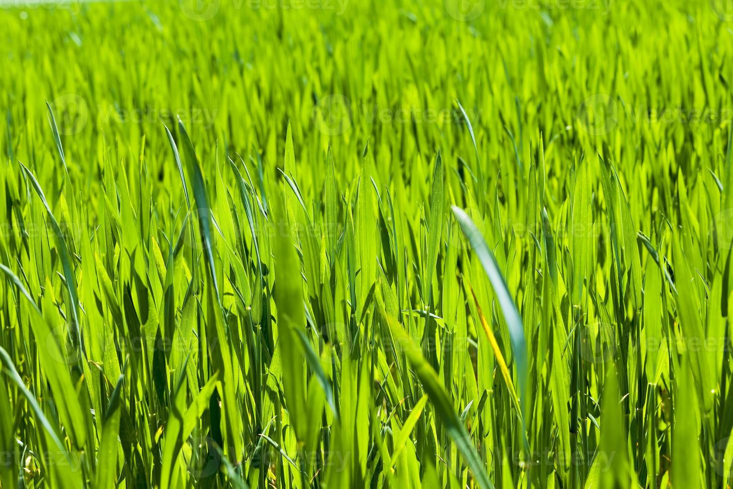 wheat or other cereals photo