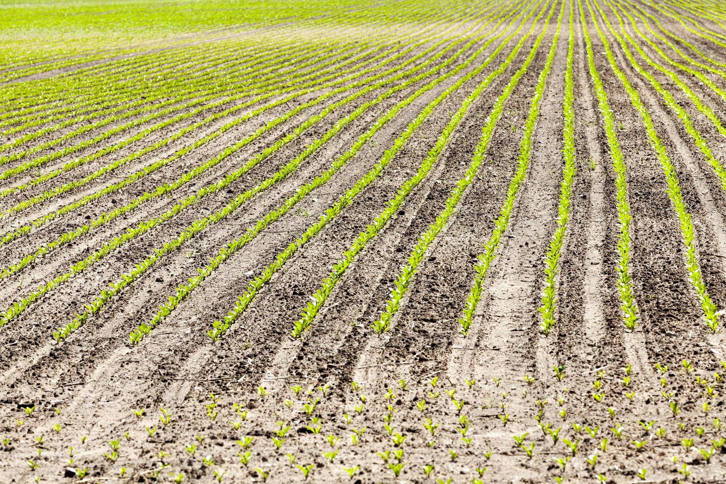 agricultural field sown with beet a photo