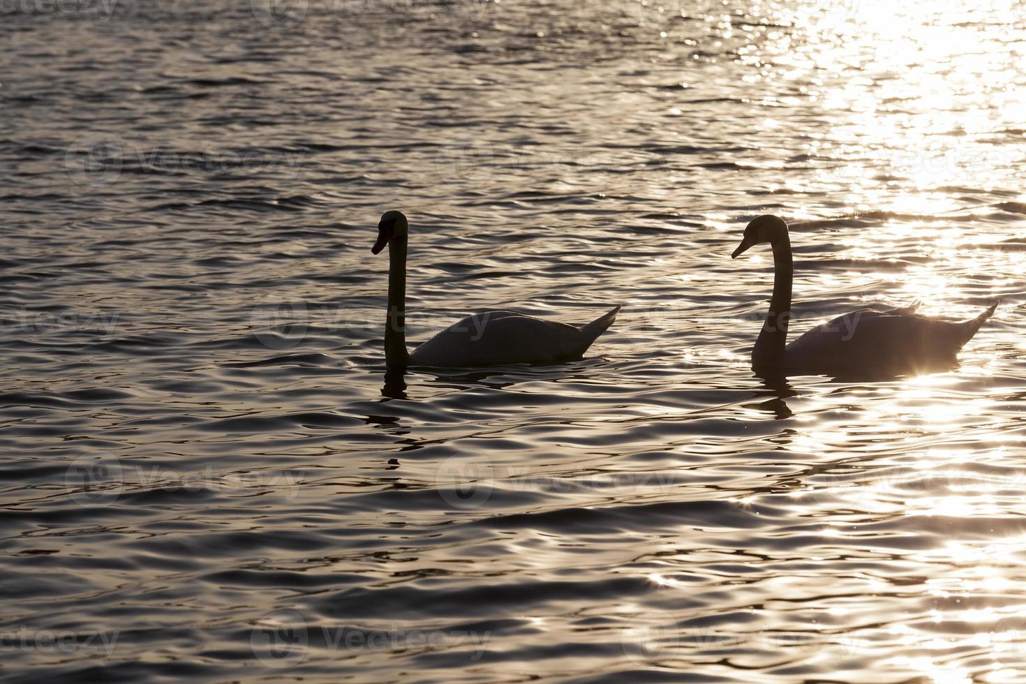 springtime on the lake with the Swan family photo