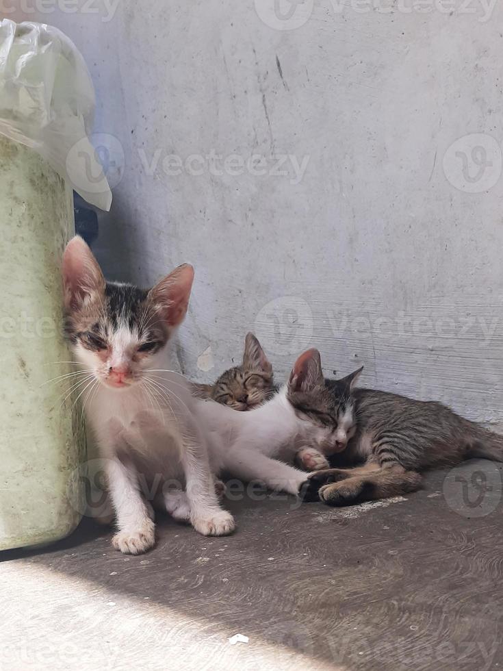 the kitten is sitting on, a sad face photo