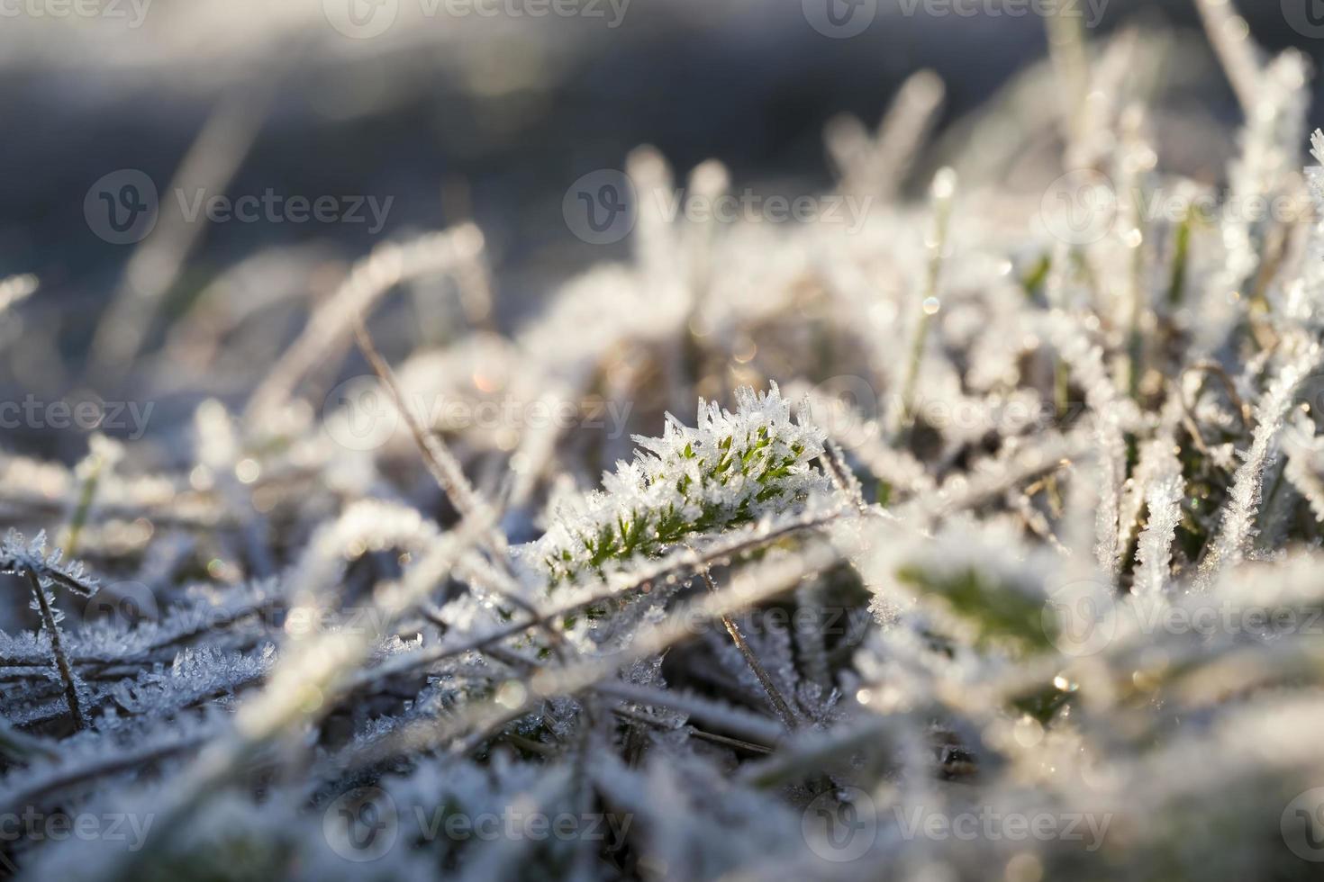 winter wheat covered with ice photo