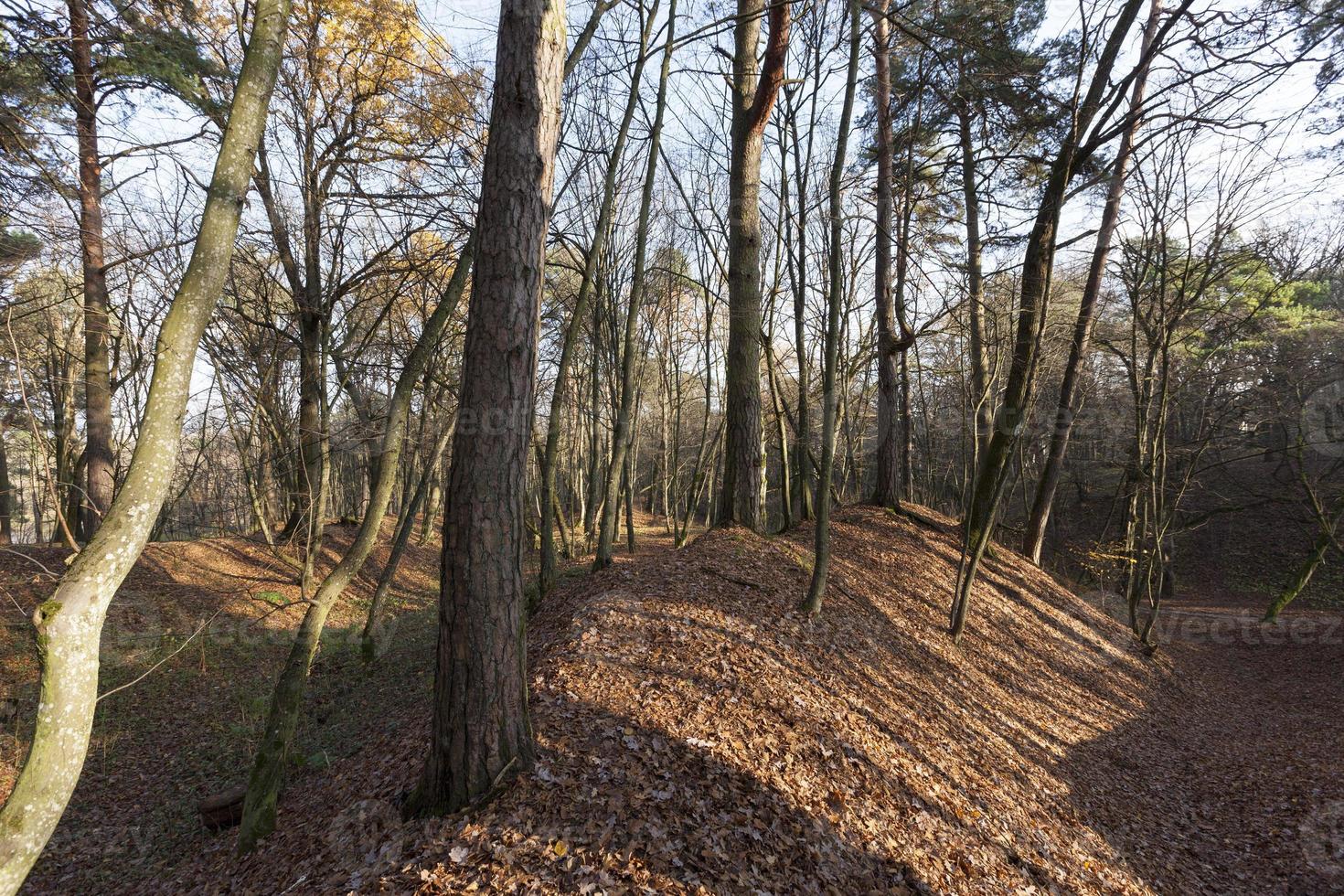 deciduous trees in the autumn season photo
