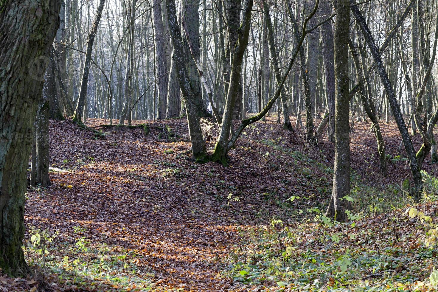 landscape of deciduous trees in the autumn season photo