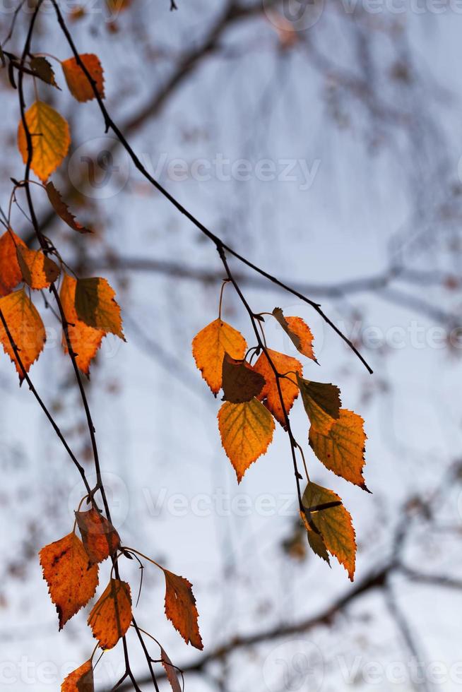 deciduous trees in the autumn season photo